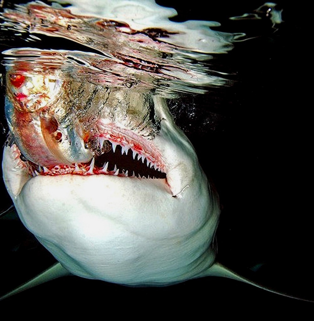 Самая жуткая акула. Акула. Белая акула.