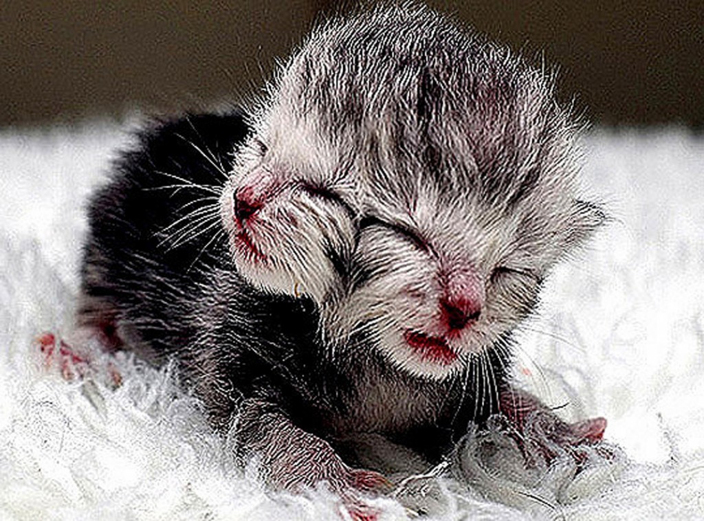 A genetic mutation left a kitten born in Perth in March 2007 with two faces.