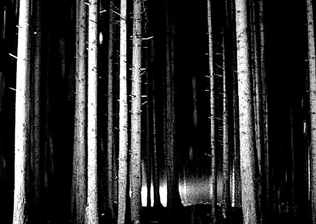 woods0211114