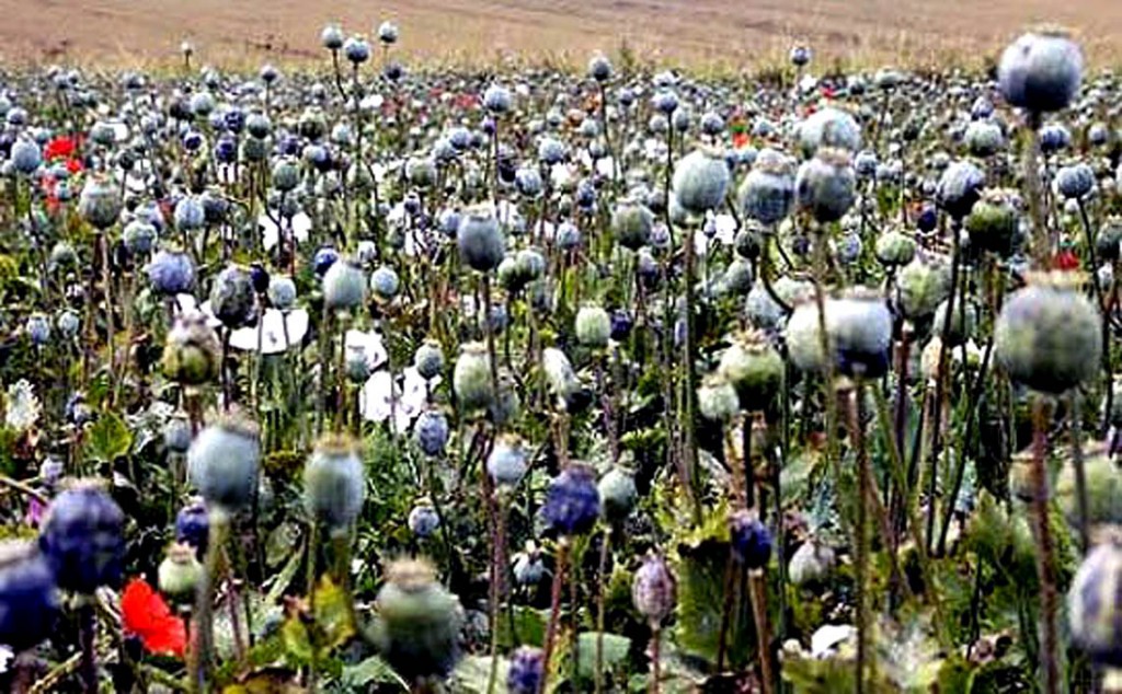 opiumfield