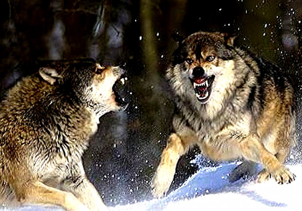 Fighting wolves in winter