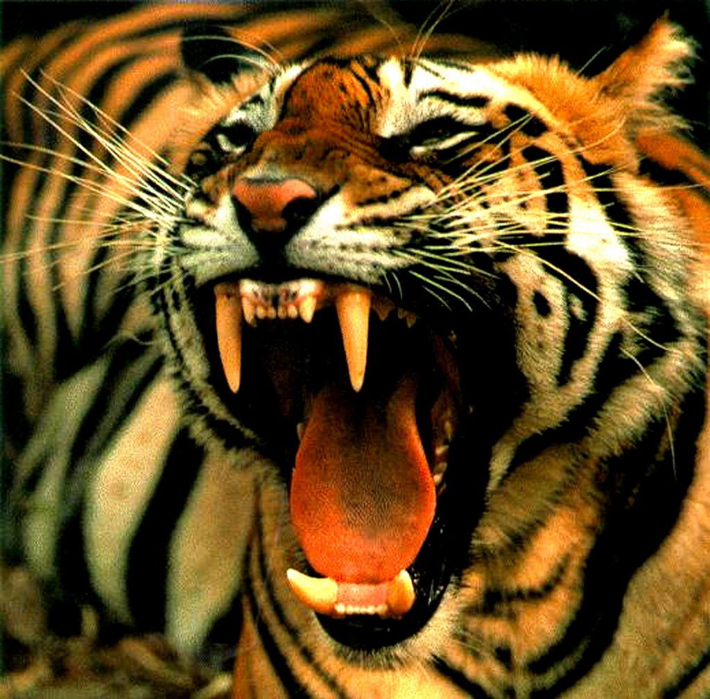 1scary tiger