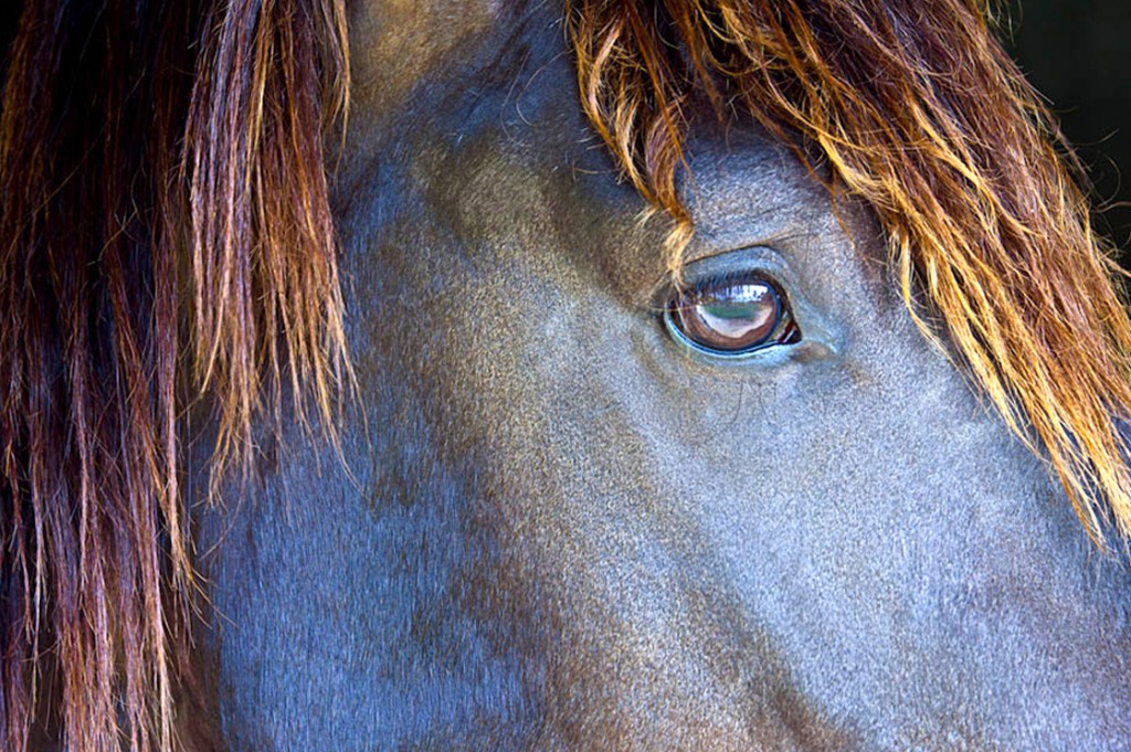 Exteme close-up of horses profile, Bahia, Brazil