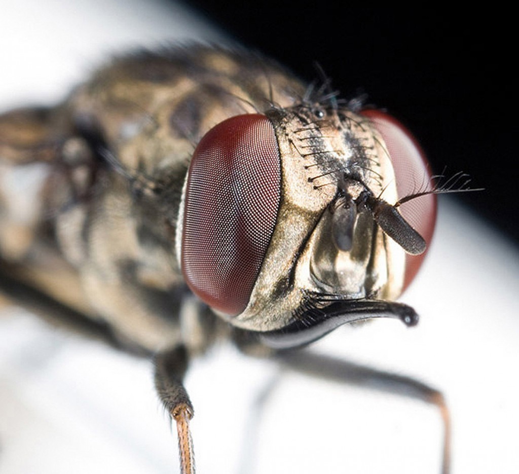 eye-macros-fly