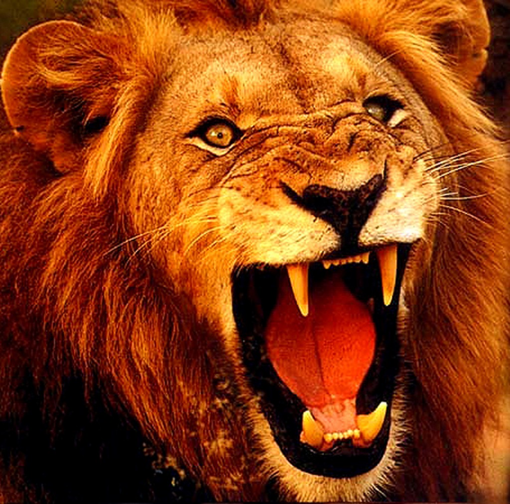 male_lion