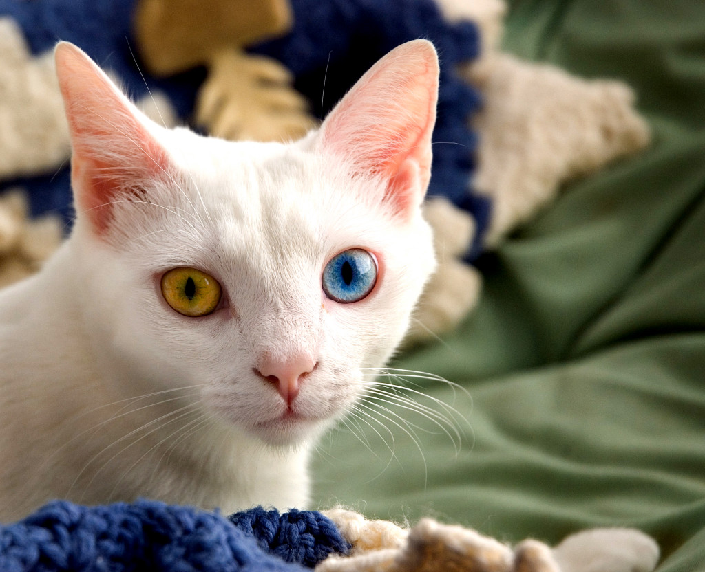 June_odd-eyed-cat