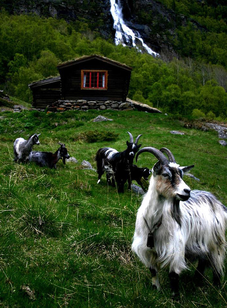 goats B1qhfef7