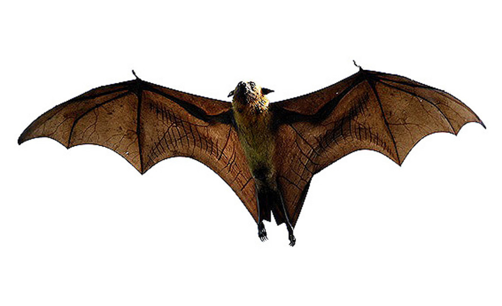 indian-flying-fox--apteropus-giganteus-3