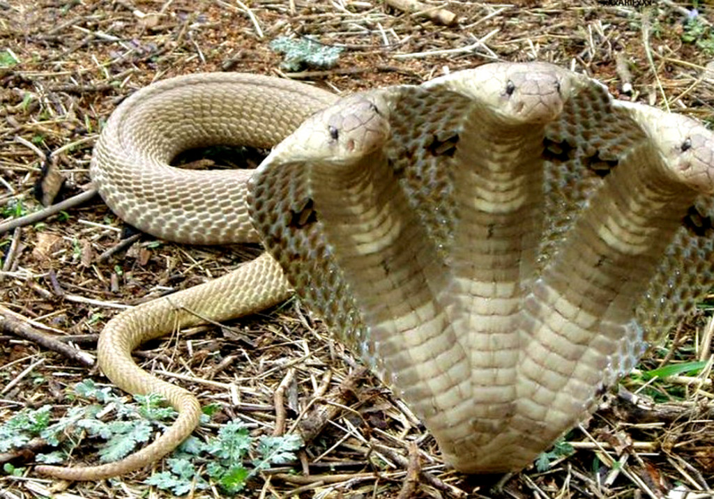 3-headed-cobra