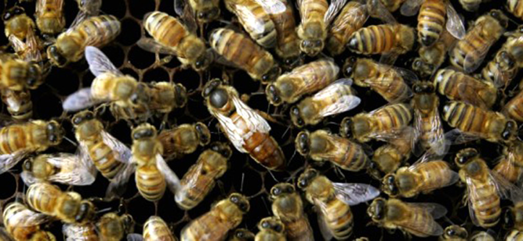 Bees_635x250_1367518348