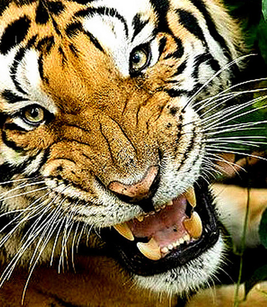 Tiger snarling up close , Kanha National Park , India