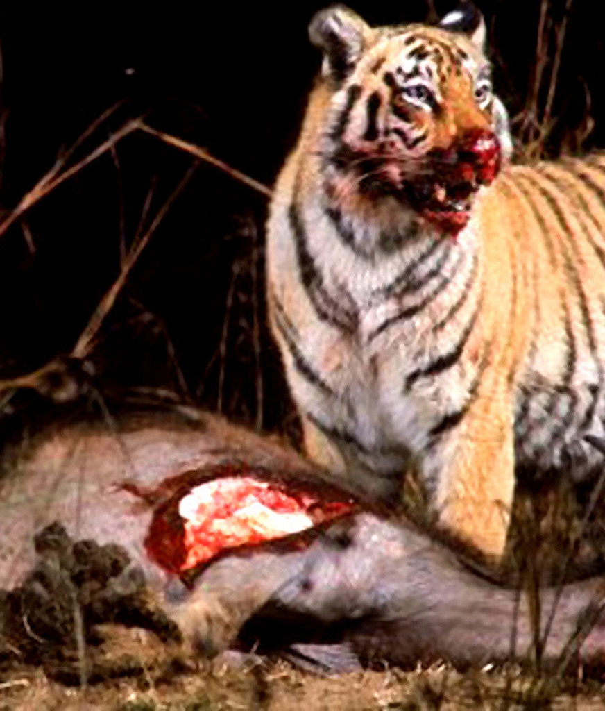stan-wayman-tigers-with-blood-covered-muzzles-feeding-on-a-buffalo-in-kanha-national-park