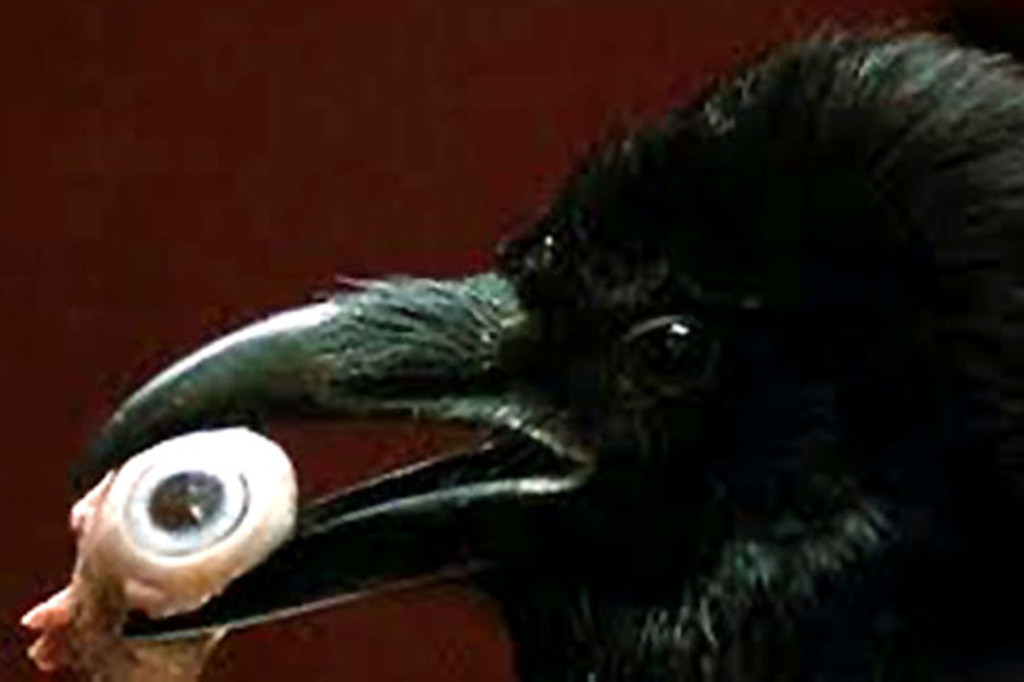 opera crow eating eye