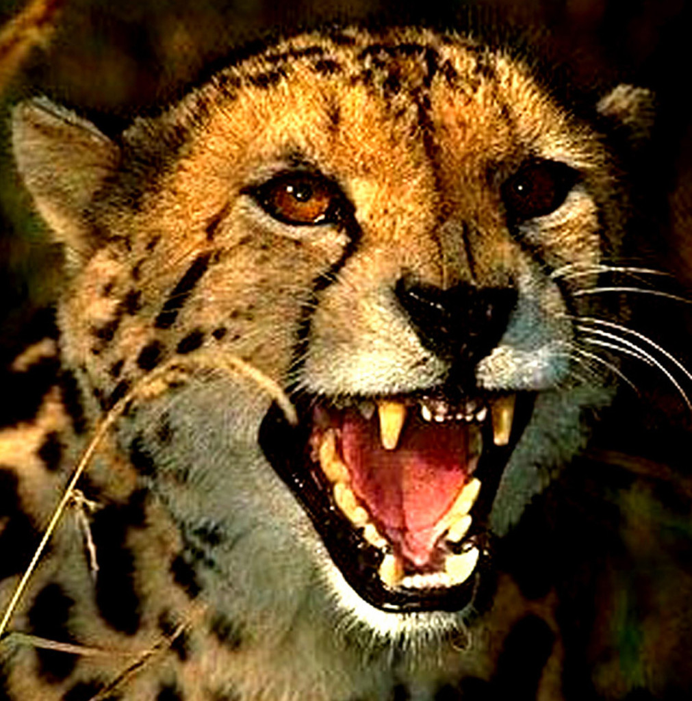 King Cheetah , snarling , Kapama Game Reserve , South Africa