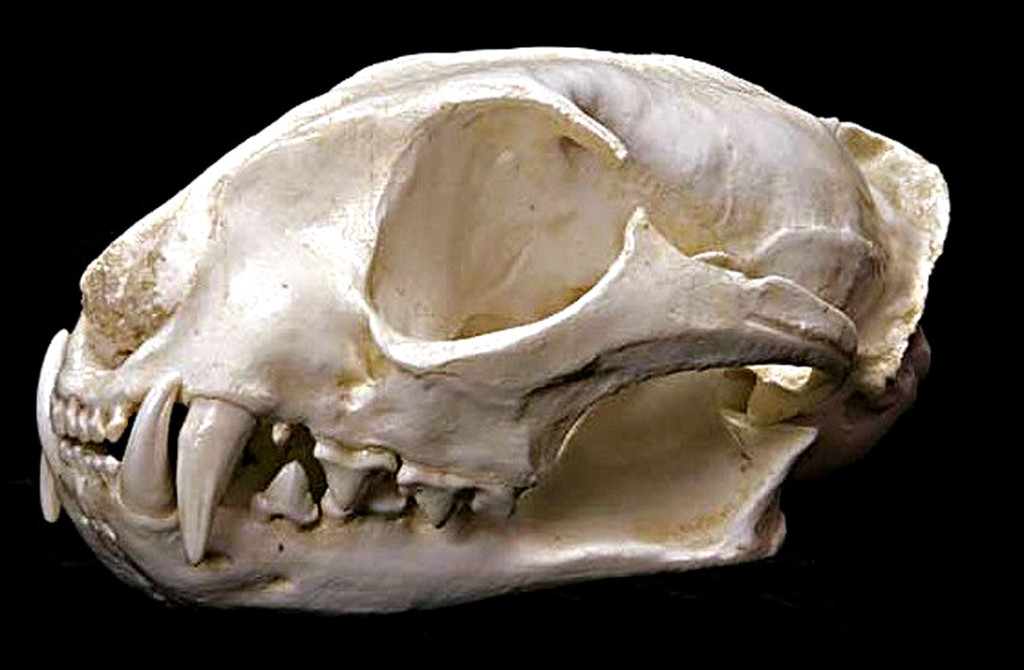 --Cat-skull