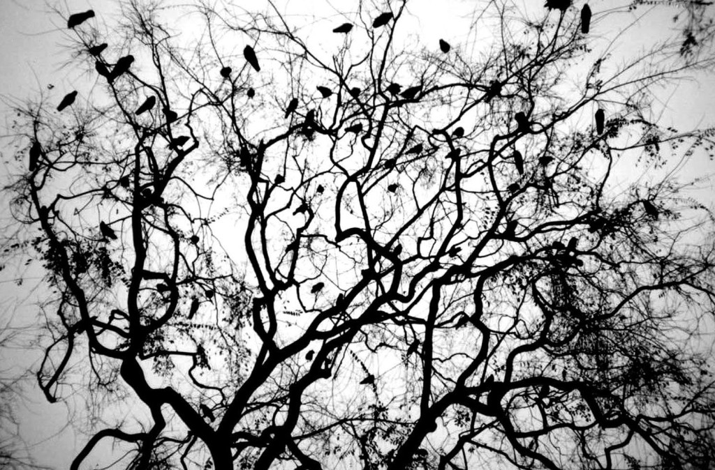 a_murder_of_crows_at_disneyland