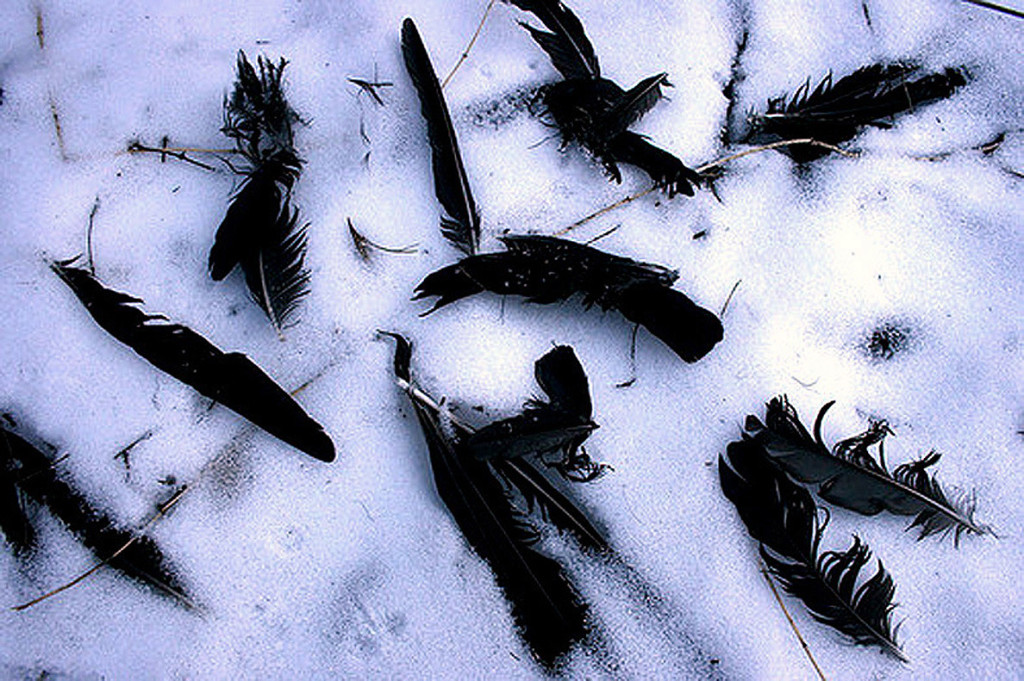 crow,feathers,snow-a5d8f67da1f9172a24a48cb807a0fe59_h