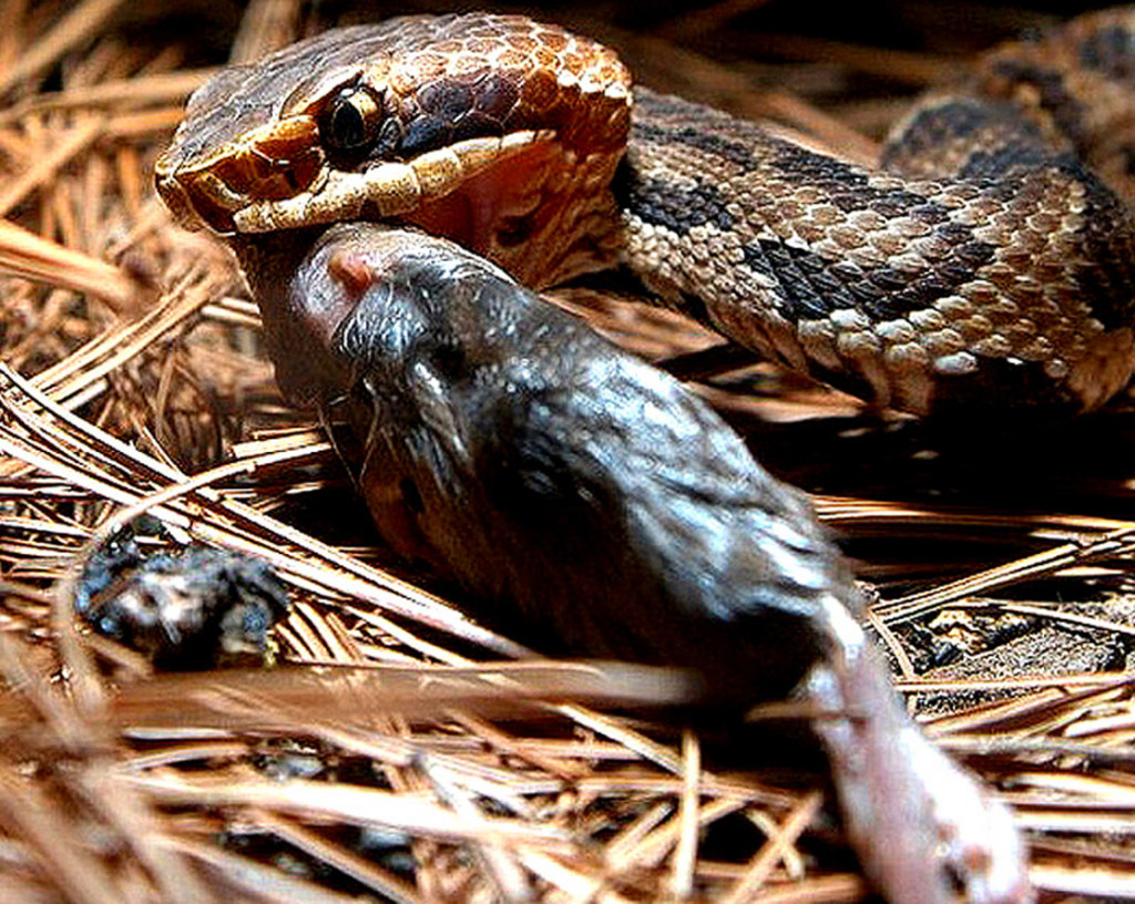 eastern_cottonmouth_eating