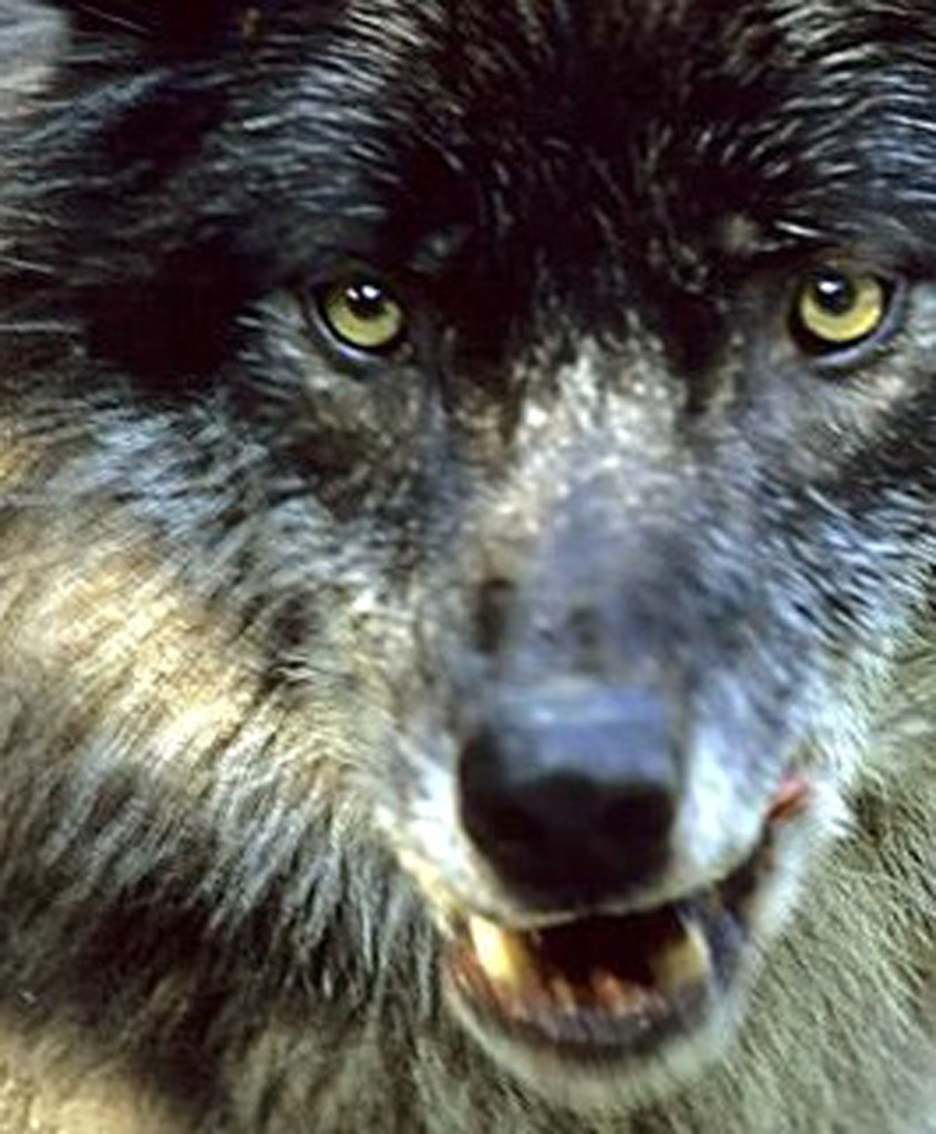 Gray Wolf , British Columbia , Canada