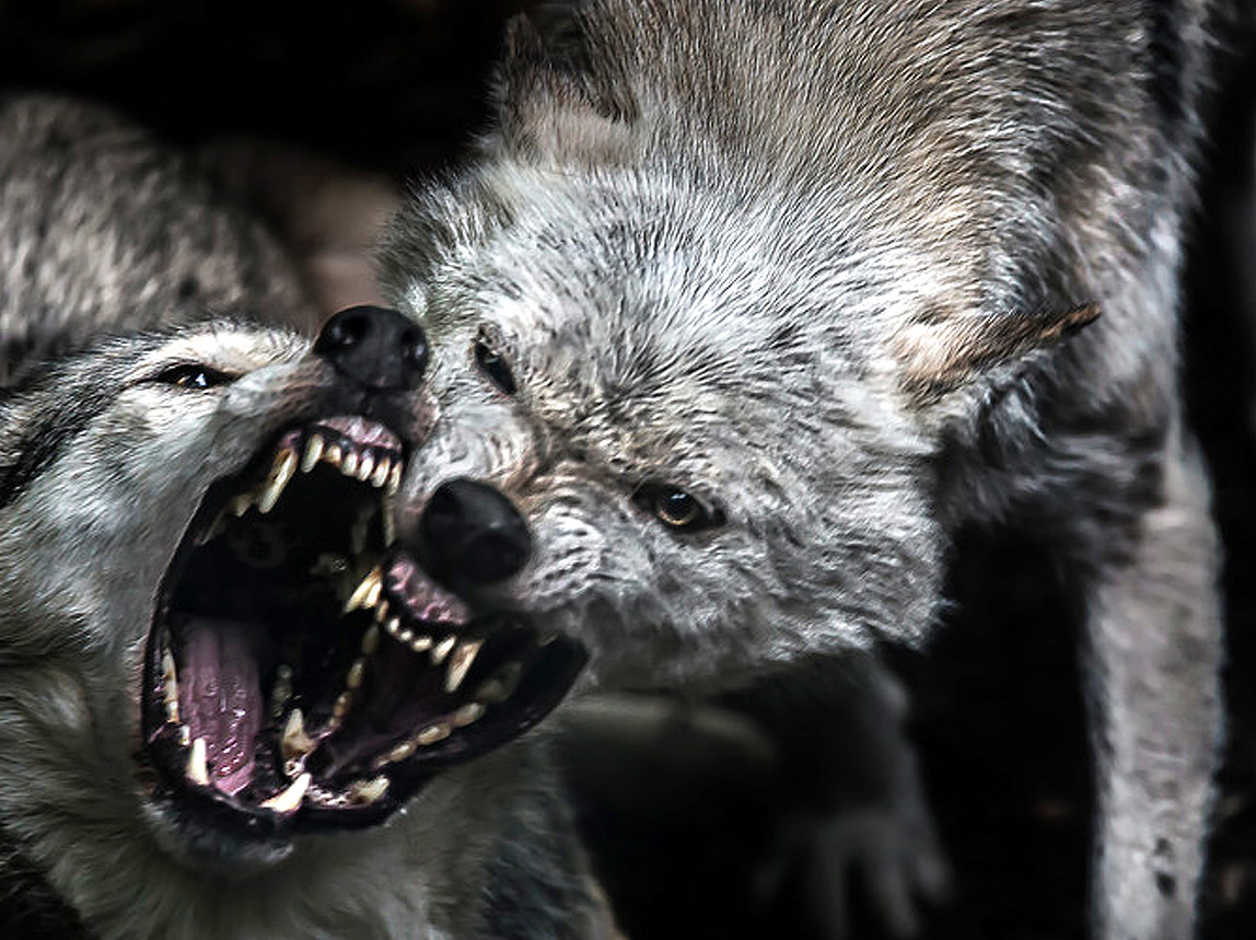 Волки грызутся между собой