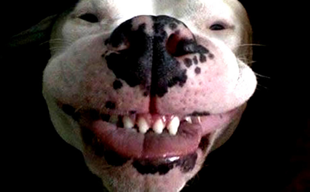 funnyface-dog