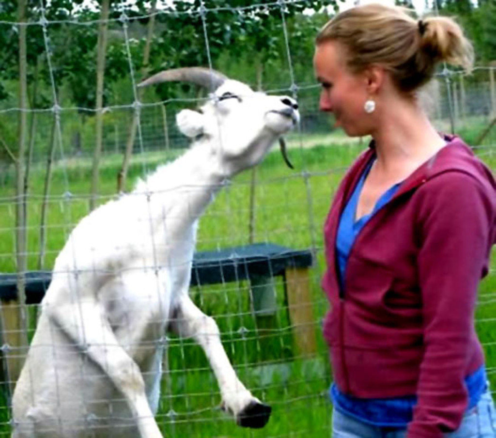 goat-wants-kiss