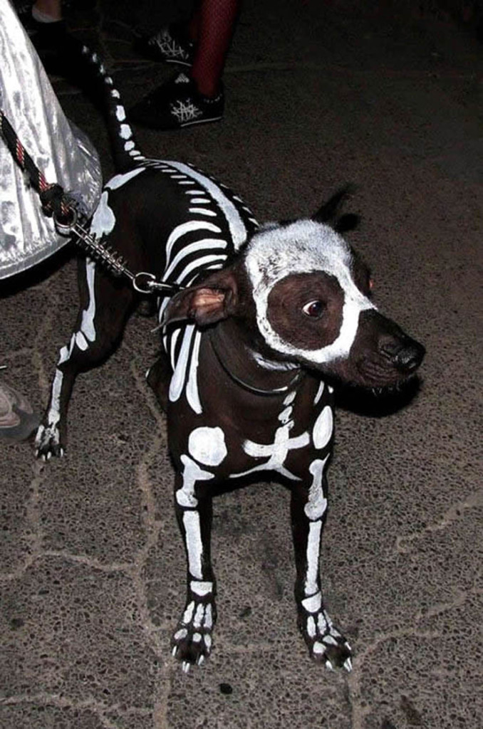 --skeleton-dog