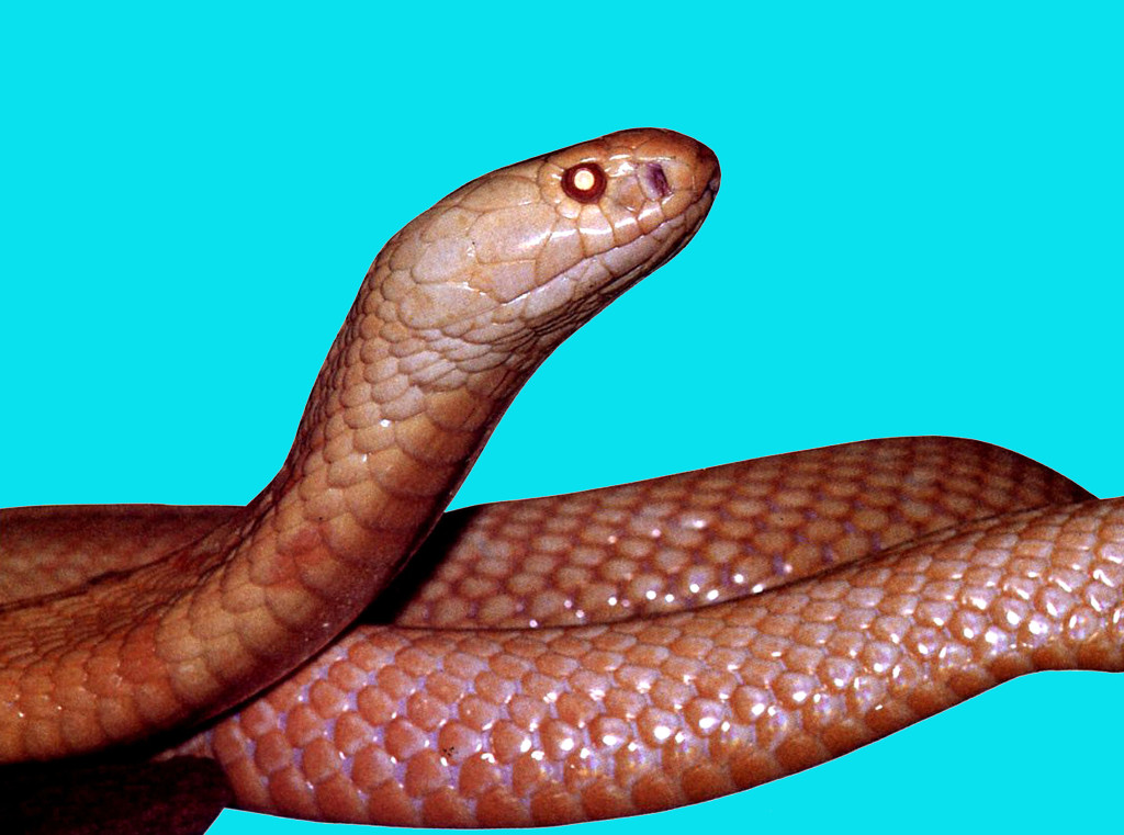 snakesmg6a68