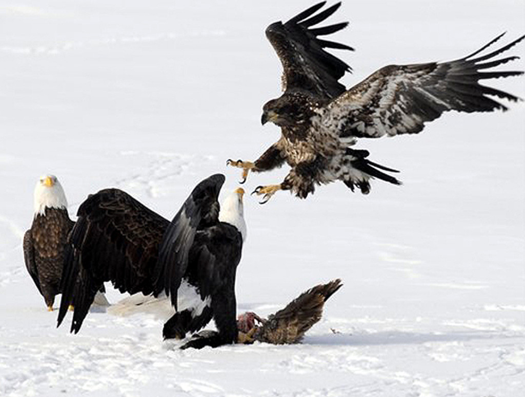 Eagles Battle