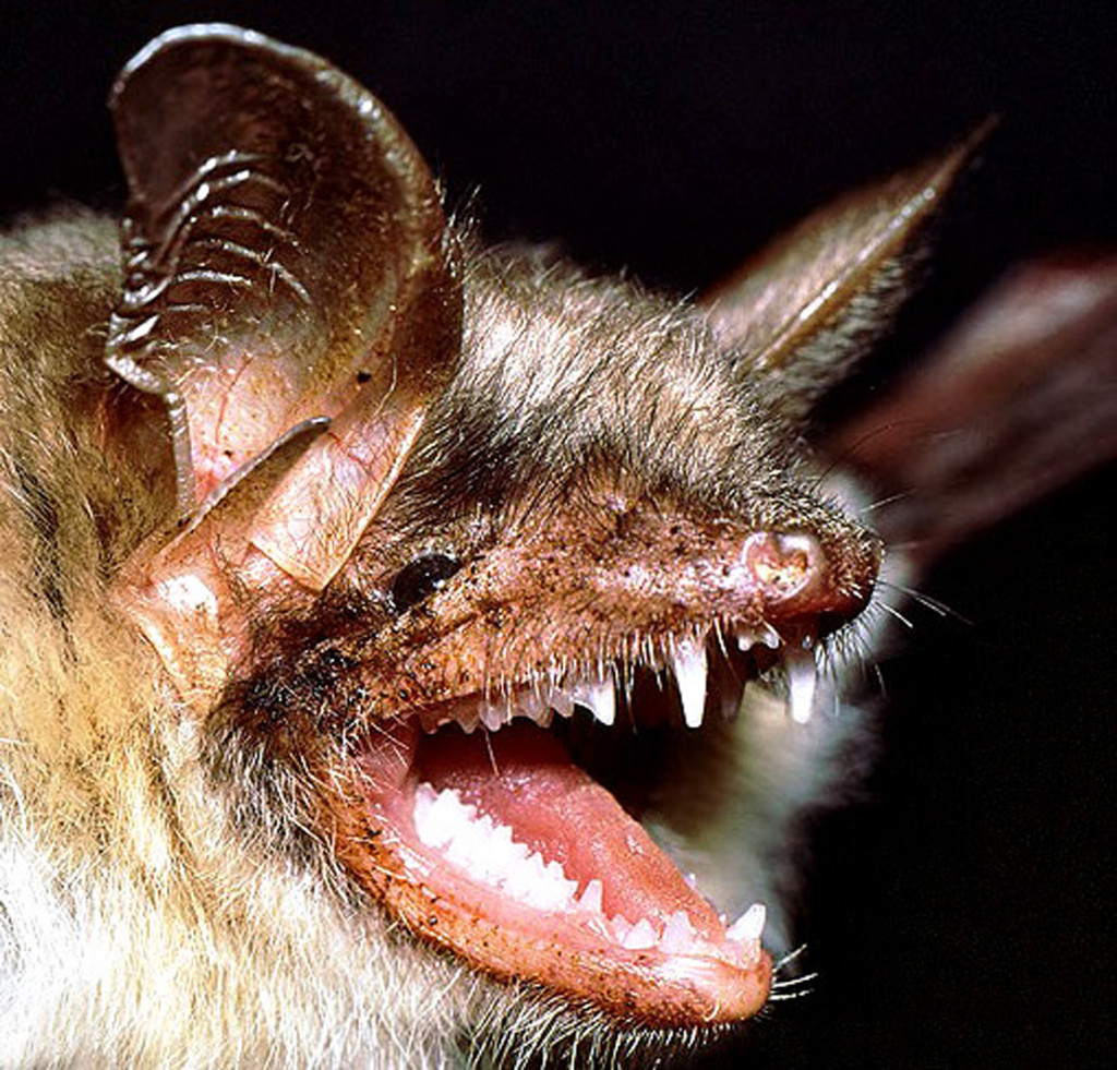 large-mouse-eared-bat-xxx4242
