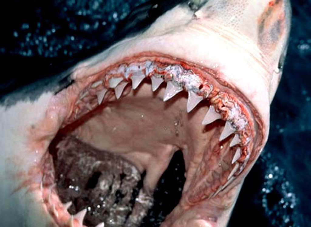open-shark-mouth