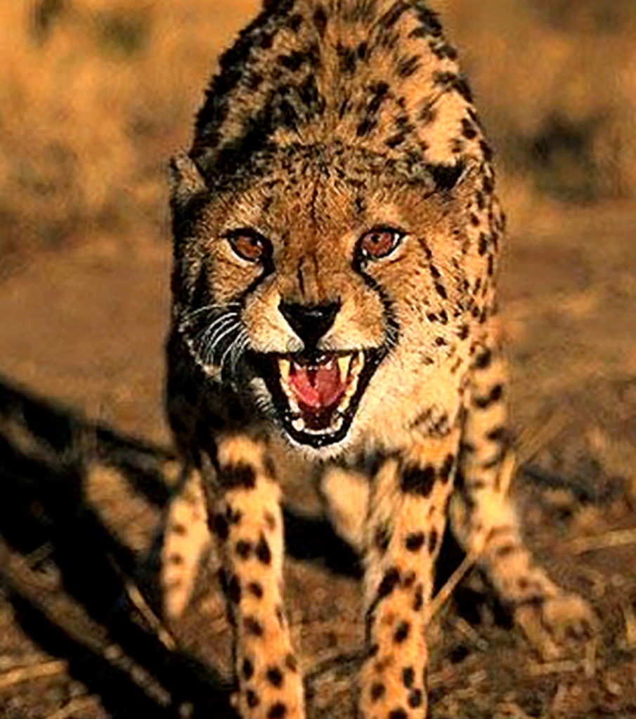 Cheetah snarling , NA  , South Africa