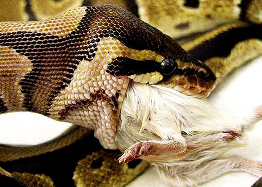 snakepython_eating_a_mouse_close_up_large