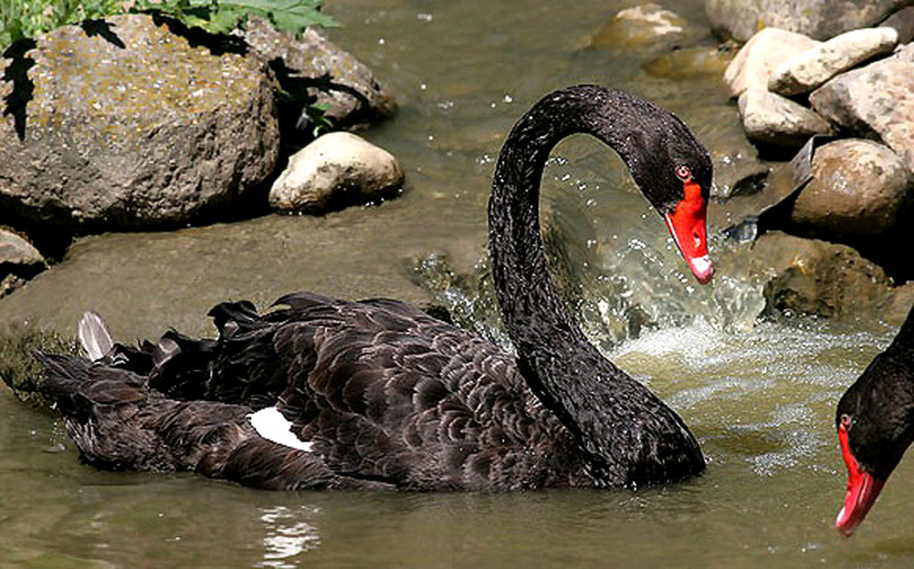 black-swan-30476