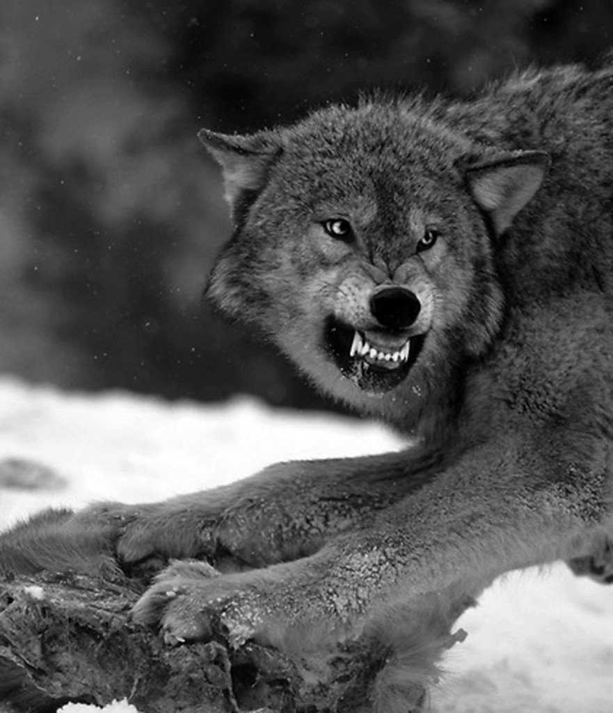 the gray wolf is an endangered species in the continental united states but is hunted and persecuted in alaska and canada
