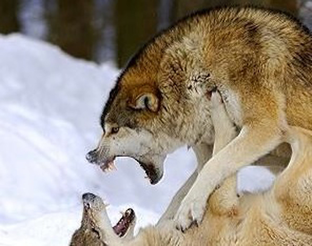 Fighting wolves in winter ( canis lupus occidentalis )
