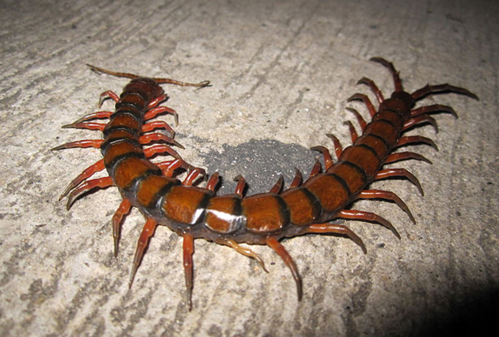 Amazonian-Giant-Centipede-Scolopendra-gigantean