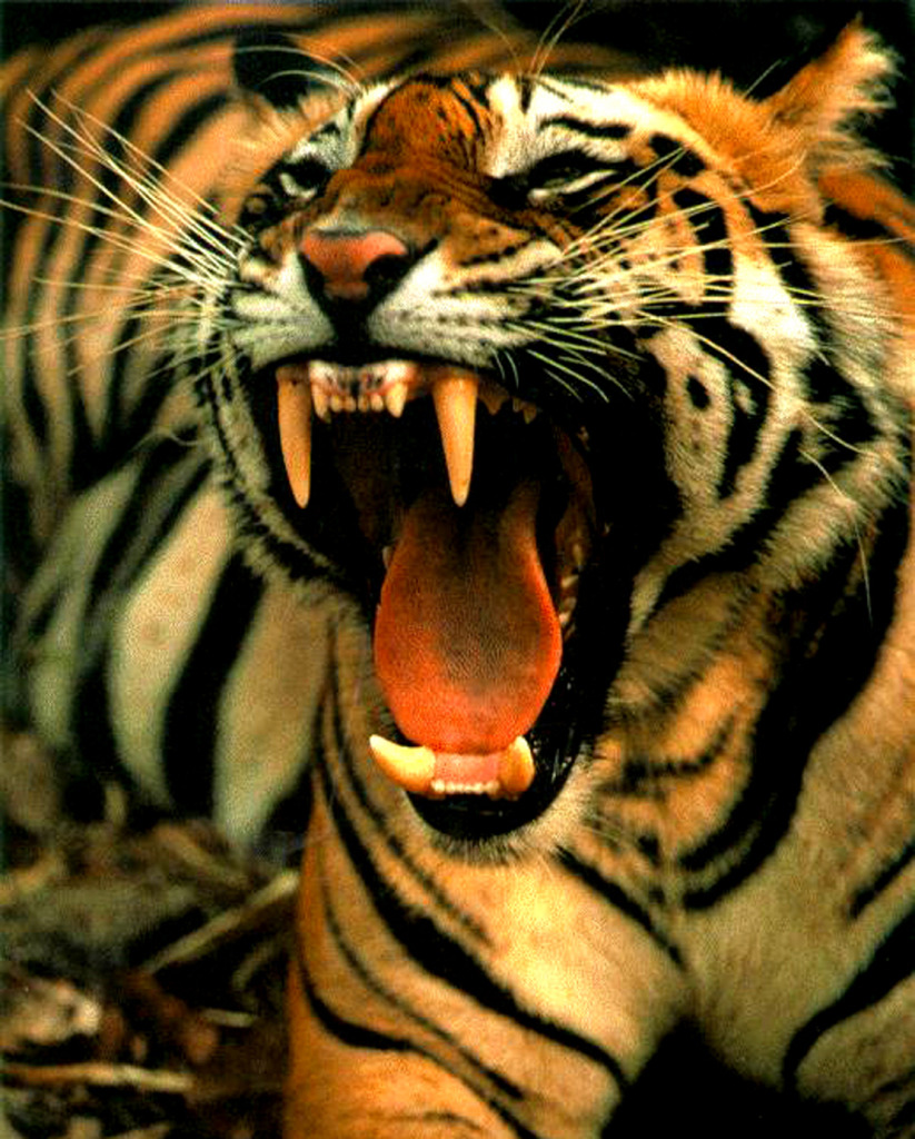 scary tiger