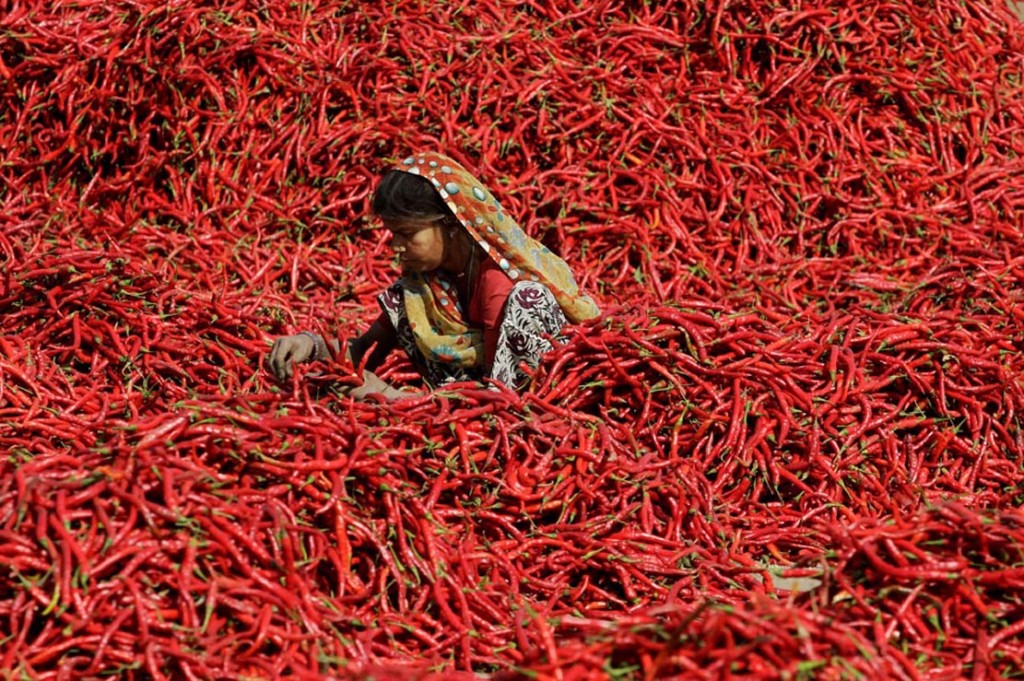 India Red Chili