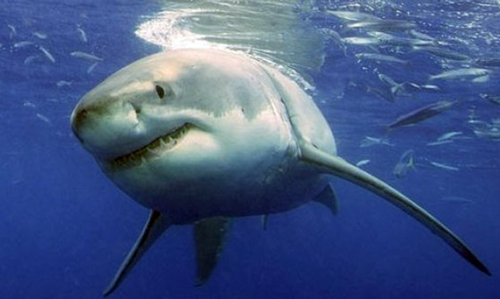 =90622-white-shark-02