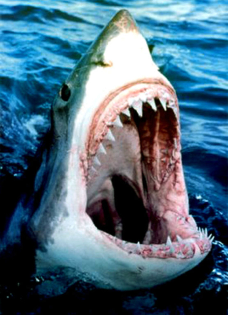 78027~Great-White-Shark-Posters