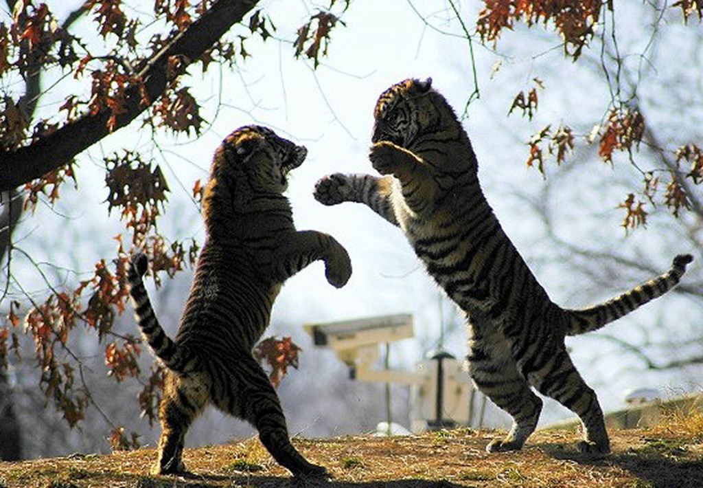picture-animal-wildlife-tigers-fighting-ucumari-animal