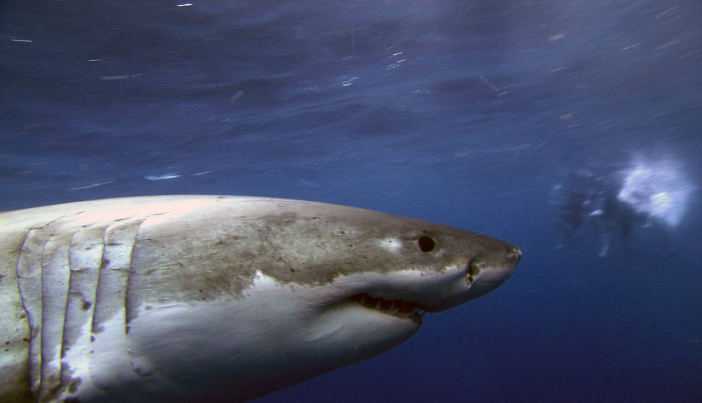 the-reef-great-white-shark1