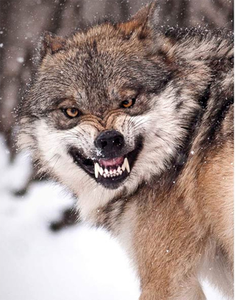 2011-01-15-11-37-17-7-a-mexican-grey-wolf-was-snarling-at-the-brookfield
