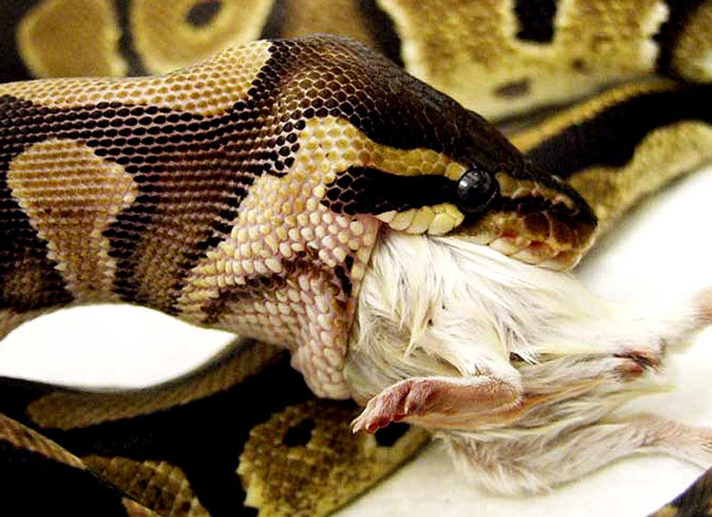 martins_royal_python_eating_a_mouse_close_up_large