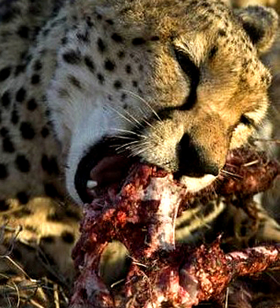 Cheeta feeding on its prey in Samburu National Park , Kenya .