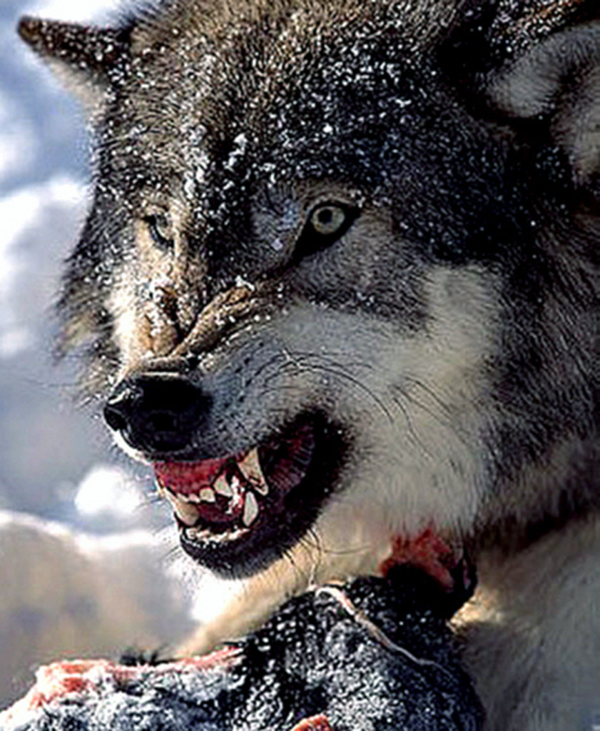 Gray Wolf . Adult male defending his food with a snarl . Montana . USA .
