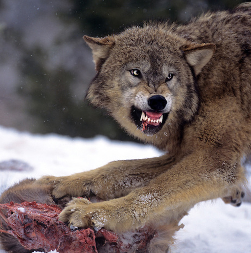 69492394 Gray Wolf Canis lupus CAPT Standing in Snowbank Defending Deer Carcass Native to North America