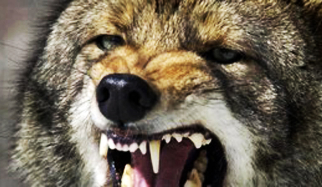 coyote-kills-deer-management