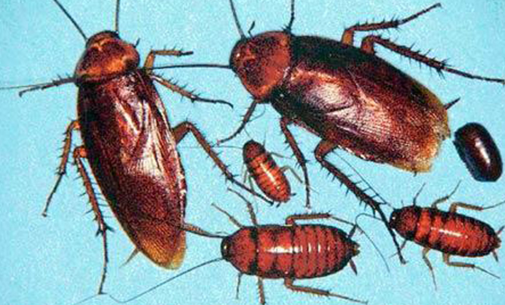 COCKROACH...American cockroaches are shown in an undated file photo from the University of Nebraska. Researchers say the roach's ability to scurry out of the path of an oncoming shoe or rolled up newspaper is aided by an organ that senses the slightest changes in wind speed and direction. It's an organ that most other creatures, including humans, lack, according to scientists at NEC Research Institute whose study appears in Thursday's editions of the journal Nature. (AP Photo/HO)